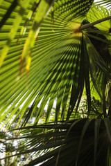 Obraz na płótnie Canvas shades and light pattern on palm tree branches