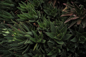 cactus and succulent aloe vera