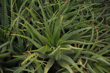 cactus and succulent aloe vera