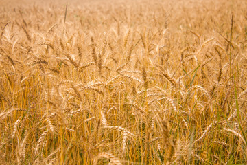 Wheat plants close up, wheat herbs growing in the field