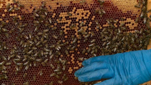 beekeepers work on apiaries take out honey from hives and honeycombs