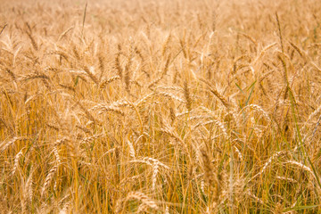 Wheat plants close up, wheat herbs growing in the field