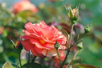 Obraz premium Orange rose in the garden. Summer flower in bloom