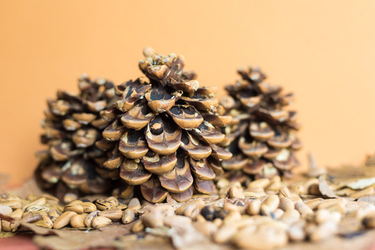 Closeup of an autumn background with pine cone, pine nuts on dried leaves