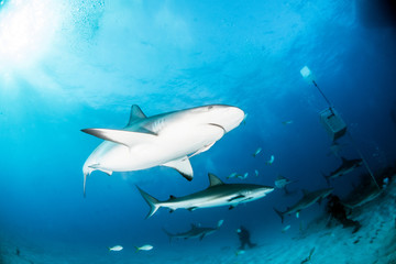 Caribbean reef shark at the Bahamas