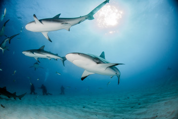 Fototapeta premium Caribbean reef shark at the Bahamas