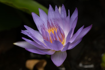 purple water lily, close up , lotus
