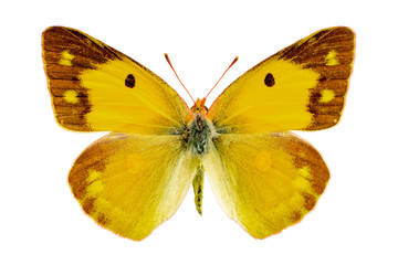Colias crocea on a white background