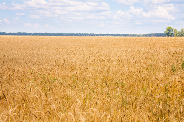 Wheat plants close up, wheat herbs growing in the field