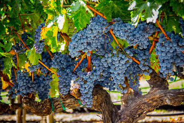 napa valley grape harvest