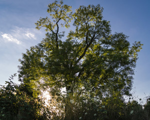 großer Baum mit dahinter tief stehender Sonne und blauem hellem