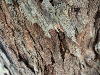 tree bark texture,close up
