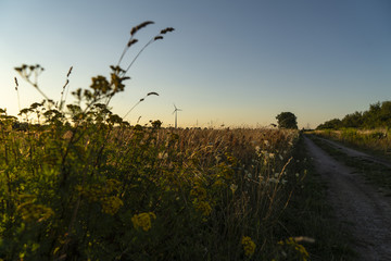 Wildblumenwiese in güldenem Licht