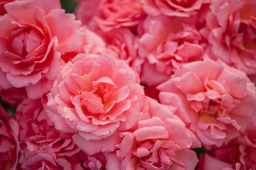 Colorful flower bouquet from pink roses with lights for use as background. Closeup. Soft focus.