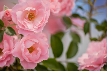 Obraz premium Beautiful pink climbing roses in summer garden with blurred background. Top view. Soft focus. Place for text.
