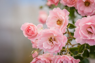 Fototapeta na wymiar Beautiful pink climbing roses in summer garden. Top view. Soft focus. Place for text.