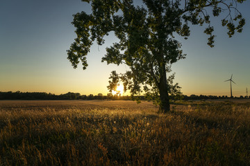 Freistehender Baum in goldenem Licht und wolkenfreiem Himmel