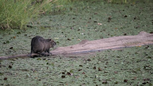 Nutria in the wild walking on a log in a lily filled pond in Washington at Steigerwald Wildlife Refuge