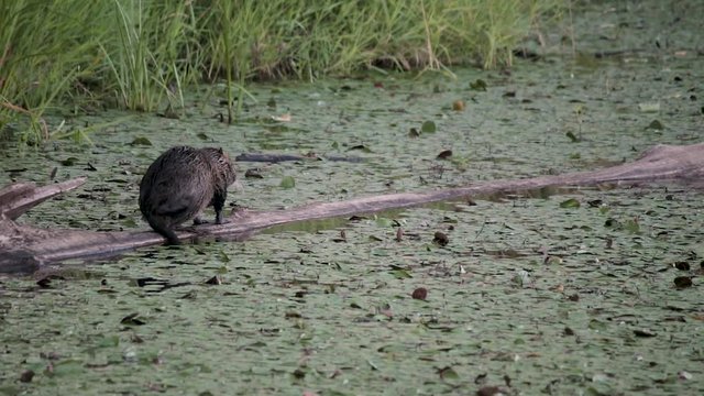 Nutria in the wild on a log scratching in a lily filled pond in Washington at Steigerwald Wildlife Refuge