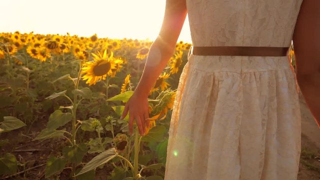 Young little girl hands walking along sunflowers field. Sun shine at background. Follow to woman going at meadow. Rear back view Slow motion video. girl teenager and sunflowers field concept lifestyle