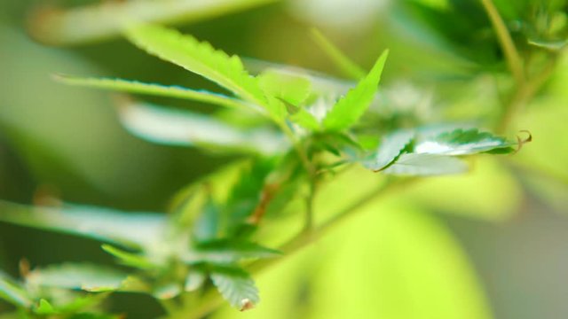 Selective focus of a cannabis plant blowing in the wind