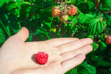 Raspberry on a hand in a garden, nature background