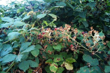 Brombeeren wilde,green, natur, pflanze, blatt, garden, wasser, baum, rot, wald, ast, moos, blume,...