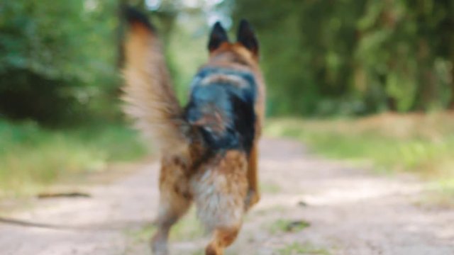 Clip of German Shepherd and westpointer running and playing on a dirt road.