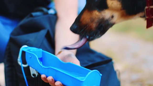 Slow motion clip of a black and brown westpointer drinking from a little blue bowl.