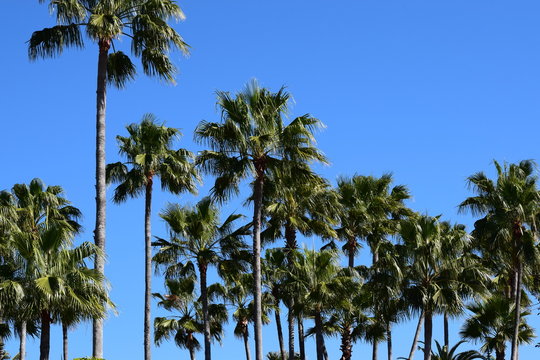 A lot of palm trees on a clear summer day