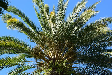 One big palm tree in the sky