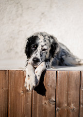 Black and white setter dog