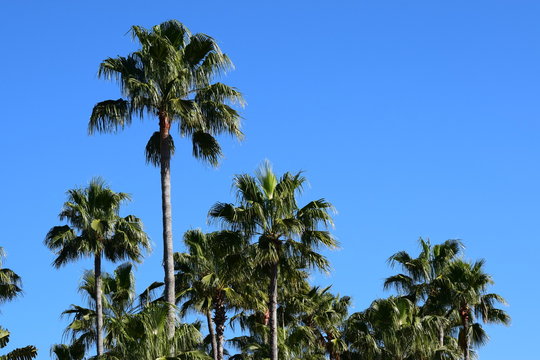 Many palm trees on a clear summer day