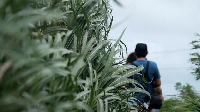 A shot of people walking behind a tall grass field on a hill. Shot in Batanes, Philippines.