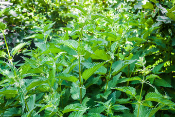 Stinging nettles or urtica medical herb close up, colorful and vivid plant, natural background