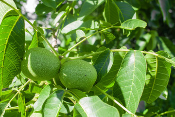 Walnut young green nuts on a branch in the garden, nature background