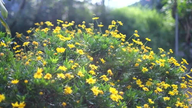 Yellow daises in an area in Baguio, Philippines.