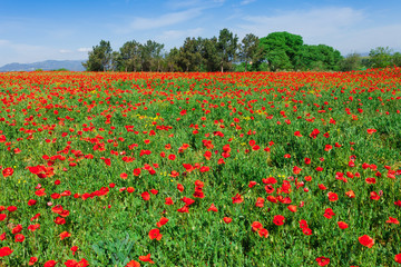Fototapeta na wymiar Field of red poppies in Girona, Catalonia, Spain near of Barcelona. Scenic nature landscape in sunny bright day. Famous tourist destination in Costa Brava