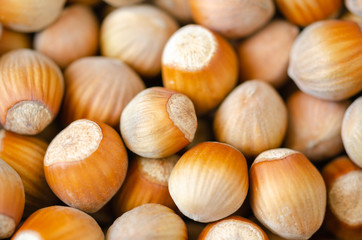 Hazelnuts. Fresh organic,Hazelnut background