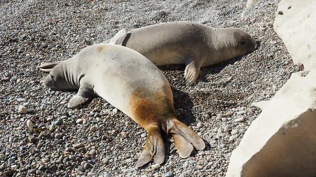 Southern Elephant Seal (Mirounga leonina), two females, Punta Ninfas, Atlantic Coast, Chubut Province, Patagonia, Argentina