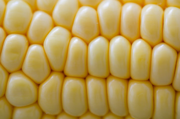 Fresh corn background