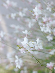 fiori bianchi