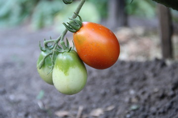 tomatoes in the garden