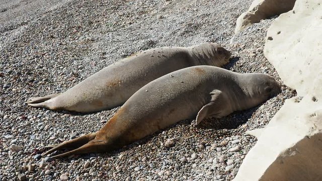 Southern Elephant Seal (Mirounga leonina), two females, Punta Ninfas, Atlantic Coast, Chubut Province, Patagonia, Argentina