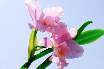 Naklejka na ściany i meble Cattleya violet yellow orchid flower in bloom in spring Glamorous orchid Cattleya labiata 