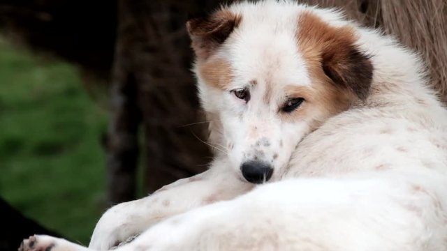 A close-up shot of a spotted white & brown dog. Shot in Basco, Batanes.
