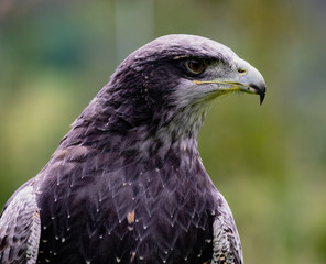 Close-up of Black-Chested Buzzard-Eagle head