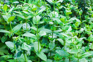 Mint or Mentha medical herb close up, colorful and vivid plant, natural background