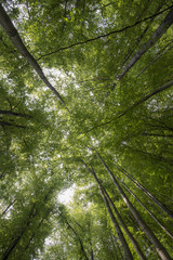 Beautiful perspective of converging trees in a green forest