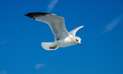 Gull